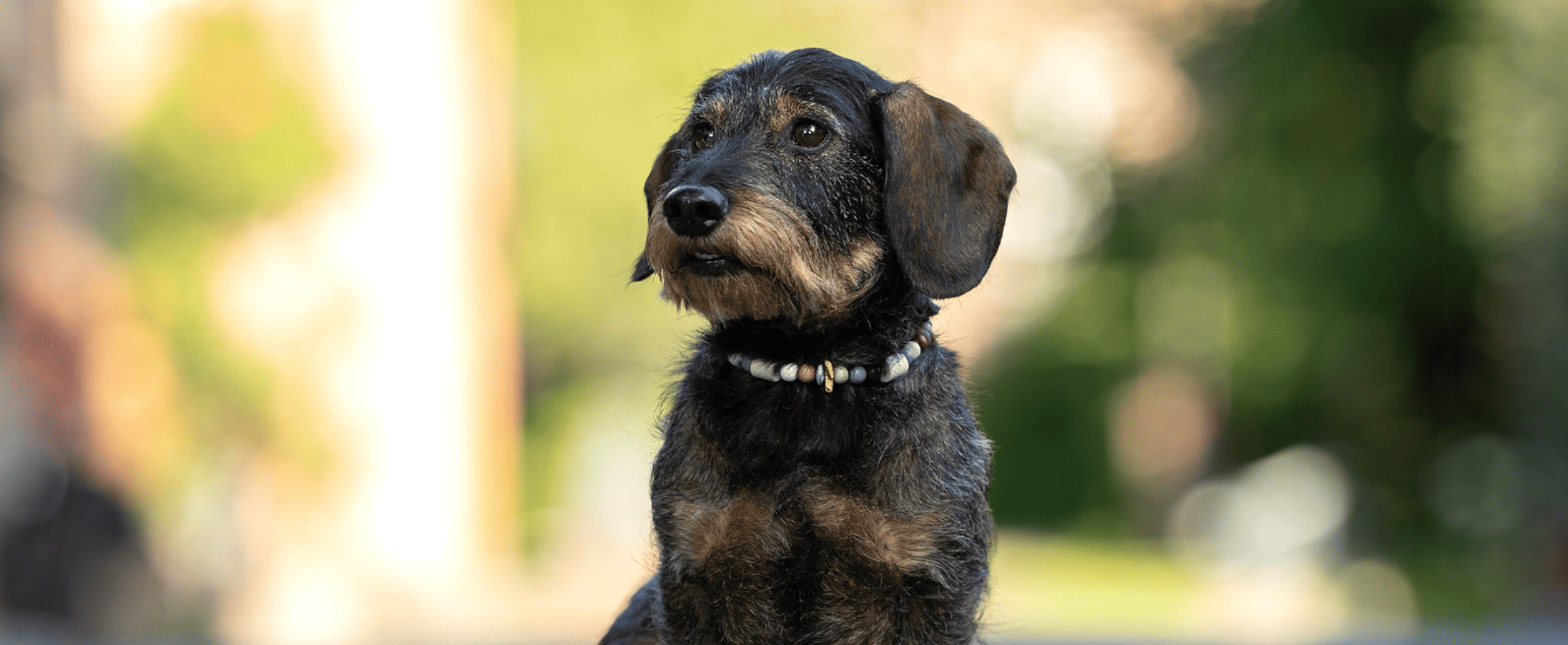 Potrait von Dackel Oskar