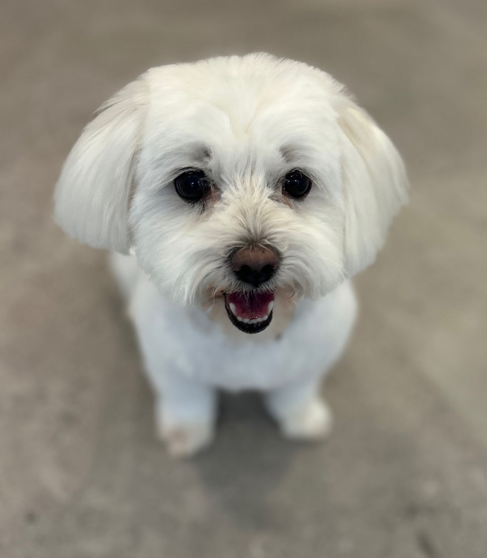 frisch frisierter weisser Hund