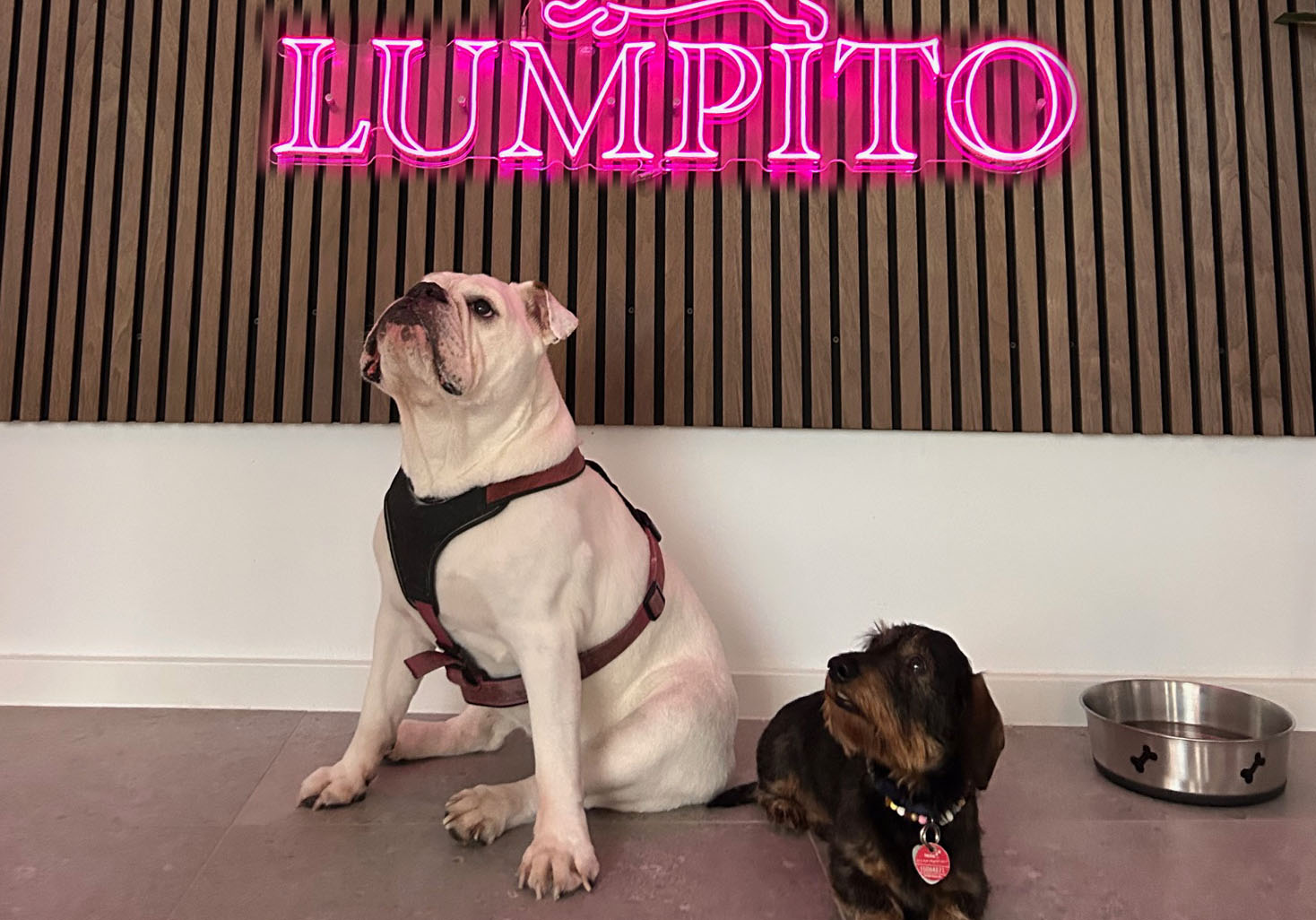 zwei Hunde bei Lumpito